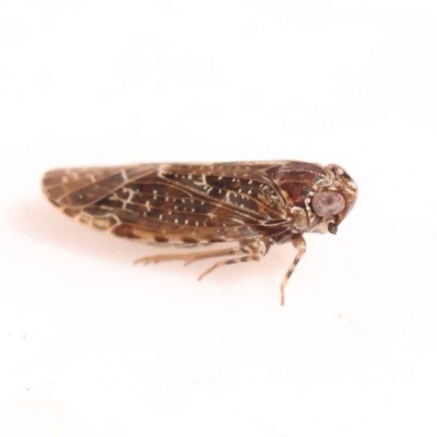 Plectoderini (tribe) (Planthopper) at Bruce, ACT - 29 Oct 2023 by ConBoekel