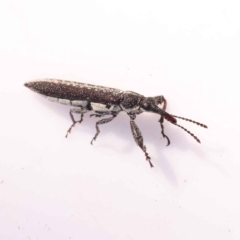 Rhinotia sp. in brunnea-group (A belid weevil) at Bruce Ridge - 28 Oct 2023 by ConBoekel