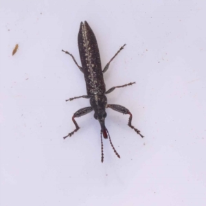 Rhinotia sp. in brunnea-group at Bruce, ACT - 29 Oct 2023 09:59 AM