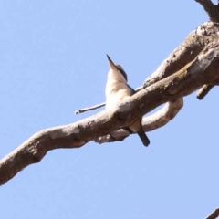 Todiramphus sanctus (Sacred Kingfisher) at Bruce, ACT - 29 Oct 2023 by ConBoekel