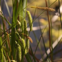 Carex fascicularis (Tassel Sedge) at Bruce Ridge to Gossan Hill - 28 Oct 2023 by ConBoekel