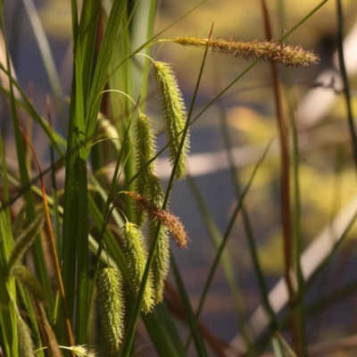 Carex fascicularis (Tassel Sedge) at Bruce, ACT - 28 Oct 2023 by ConBoekel