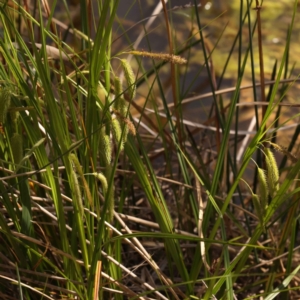 Carex fascicularis at Bruce, ACT - 29 Oct 2023