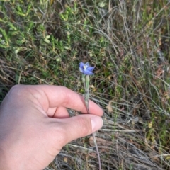 Thelymitra sp. (pauciflora complex) (Sun Orchid) at Majura, ACT - 29 Oct 2023 by Weasey138