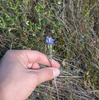 Thelymitra sp. (pauciflora complex) (Sun Orchid) at Majura, ACT - 30 Oct 2023 by Weasey138