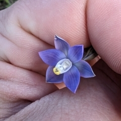 Thelymitra sp. (pauciflora complex) at Majura, ACT - suppressed