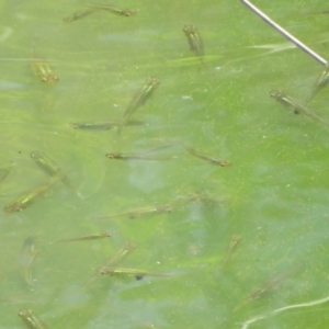 Gambusia holbrooki at Fyshwick, ACT - 28 Oct 2023