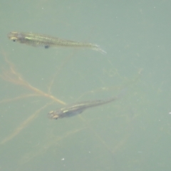 Gambusia holbrooki at Fyshwick, ACT - 28 Oct 2023