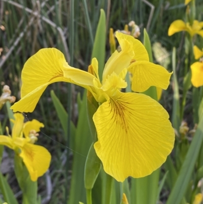 Iris pseudacorus (Yellow Flag) at Jerrabomberra, NSW - 30 Oct 2023 by SteveBorkowskis