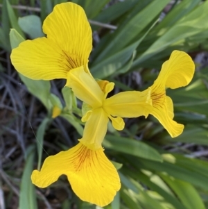 Iris pseudacorus at Jerrabomberra, NSW - 30 Oct 2023 09:00 AM