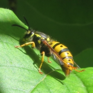 Vespula germanica at Flynn, ACT - 29 Oct 2023 10:04 AM