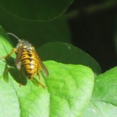 Vespula germanica at Flynn, ACT - 29 Oct 2023 10:04 AM