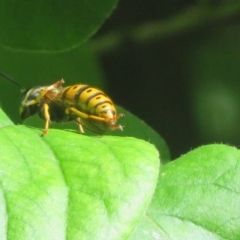 Vespula germanica at Flynn, ACT - 29 Oct 2023 10:04 AM