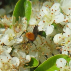 Bibio imitator at Latham, ACT - 29 Oct 2023 03:34 PM