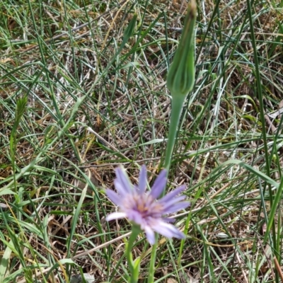 Tragopogon porrifolius subsp. porrifolius (Salsify, Oyster Plant) at Jerrabomberra, ACT - 30 Oct 2023 by Mike