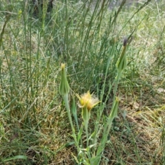 Tragopogon porrifolius subsp. porrifolius at Jerrabomberra, ACT - 30 Oct 2023