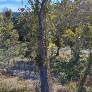 Passiflora caerulea at Isaacs, ACT - 30 Oct 2023