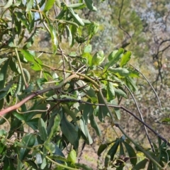 Passiflora caerulea at Isaacs, ACT - 30 Oct 2023