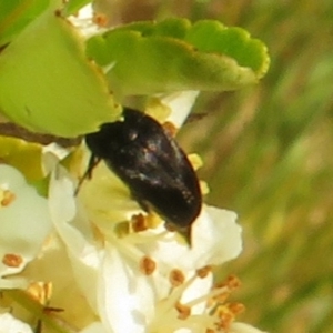 Mordellidae (family) at Latham, ACT - 29 Oct 2023