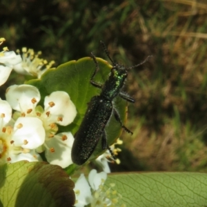 Eleale aspera at Latham, ACT - 29 Oct 2023 03:39 PM