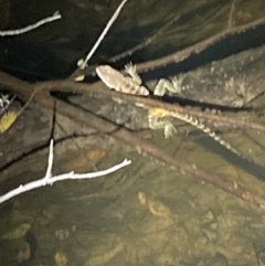 Intellagama lesueurii at Upper Kangaroo River, NSW - 29 Oct 2023 08:52 PM