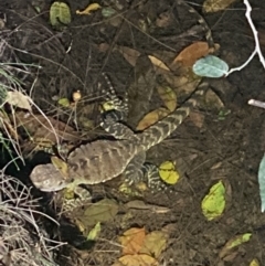 Intellagama lesueurii (Australian Water Dragon) at Upper Kangaroo River, NSW - 29 Oct 2023 by Baronia