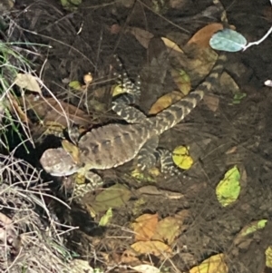 Intellagama lesueurii at Upper Kangaroo River, NSW - 29 Oct 2023 08:57 PM