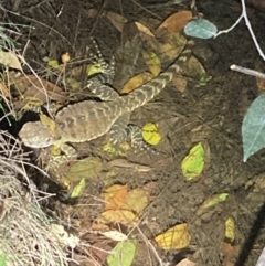 Intellagama lesueurii at Upper Kangaroo River, NSW - 29 Oct 2023