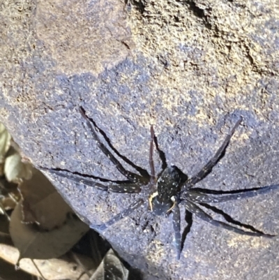 Pisauridae (family) (Water spider) at Upper Kangaroo River, NSW - 29 Oct 2023 by Baronia