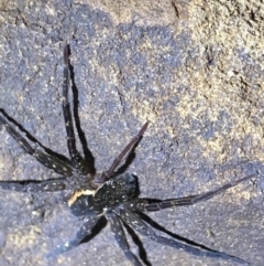 Pisauridae (family) at Upper Kangaroo River, NSW - 29 Oct 2023