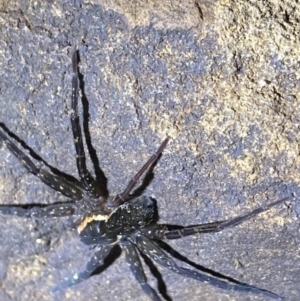 Pisauridae (family) at Upper Kangaroo River, NSW - 29 Oct 2023