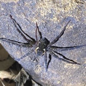 Pisauridae (family) at Upper Kangaroo River, NSW - 29 Oct 2023