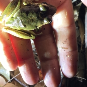 Litoria lesueuri at Upper Kangaroo River, NSW - 29 Oct 2023 09:25 PM