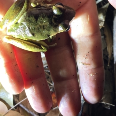 Litoria lesueuri (Lesueur's Tree-frog) at Upper Kangaroo River, NSW - 29 Oct 2023 by Baronia