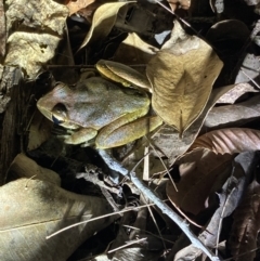 Litoria lesueuri at Upper Kangaroo River, NSW - 29 Oct 2023 09:25 PM