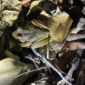 Litoria lesueuri at Upper Kangaroo River, NSW - 29 Oct 2023