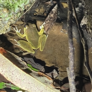 Litoria lesueuri at Upper Kangaroo River, NSW - 29 Oct 2023