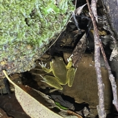 Litoria lesueuri at Upper Kangaroo River, NSW - 29 Oct 2023