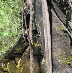 Litoria lesueuri at Upper Kangaroo River, NSW - 29 Oct 2023