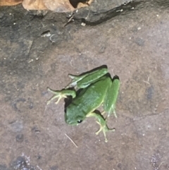 Litoria nudidigita at Upper Kangaroo River, NSW - 29 Oct 2023