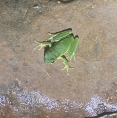 Litoria nudidigita at Upper Kangaroo River, NSW - 29 Oct 2023