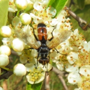 Cylindromyia sp. (genus) at Latham, ACT - 29 Oct 2023