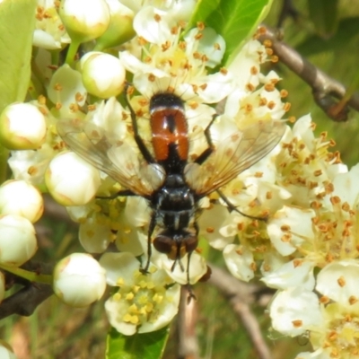 Cylindromyia sp. (genus) (Bristle fly) at Latham, ACT - 29 Oct 2023 by Christine