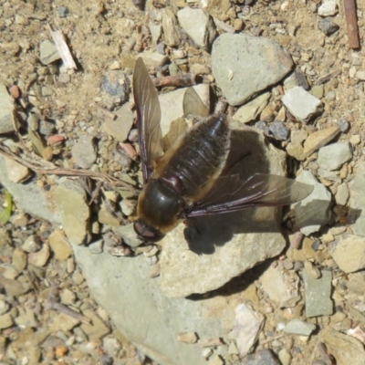 Comptosia sp. (genus) (Unidentified Comptosia bee fly) at Mount Ainslie - 22 Oct 2023 by Christine