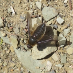 Comptosia sp. (genus) (Unidentified Comptosia bee fly) at Mount Ainslie - 22 Oct 2023 by Christine