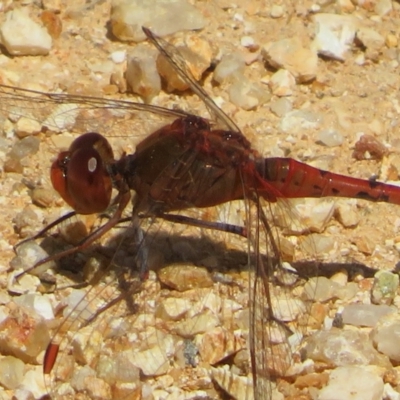 Diplacodes bipunctata (Wandering Percher) at Paddys River, ACT - 24 Oct 2023 by Christine
