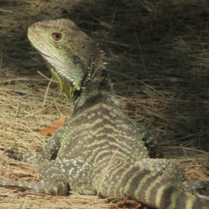 Intellagama lesueurii howittii at Cotter River, ACT - 24 Oct 2023