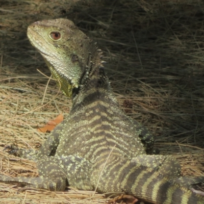 Intellagama lesueurii howittii (Gippsland Water Dragon) at Cotter River, ACT - 24 Oct 2023 by Christine