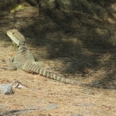 Intellagama lesueurii howittii at Cotter River, ACT - 24 Oct 2023