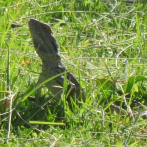 Pogona barbata at Stromlo, ACT - suppressed